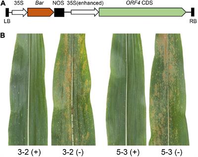 RppM, Encoding a Typical CC-NBS-LRR Protein, Confers Resistance to Southern Corn Rust in Maize